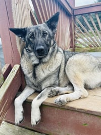 Bryn - Photo 2