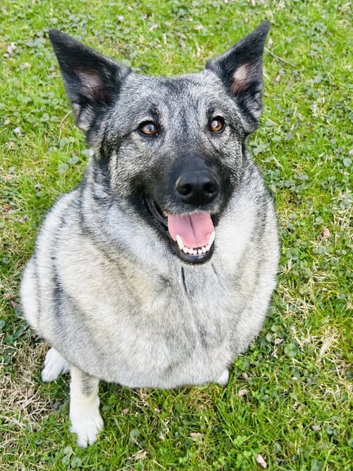 BRYN - Elkhound available for adoption