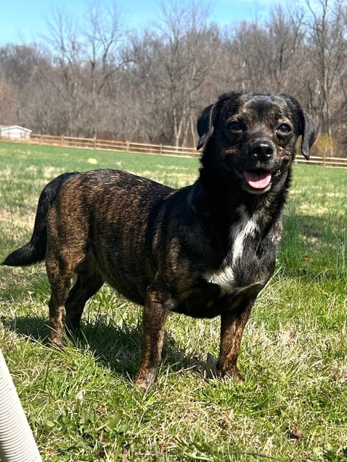 BABE - Dachshund available for adoption