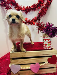 Sadie - Photo 7