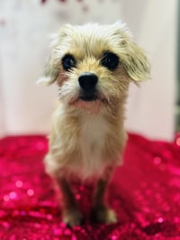 Sadie - Photo 8