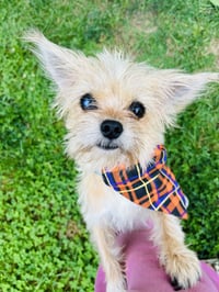 Sadie - Photo 4