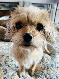 Sadie - Photo 3