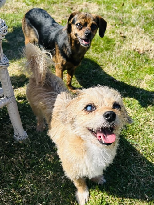 SADIE - Brussels Griffon / Terrier available for adoption