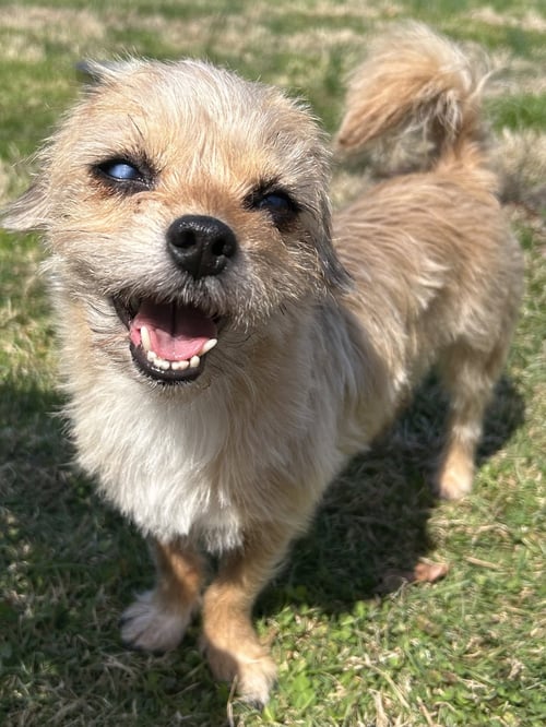 SADIE - Brussels Griffon / Terrier available for adoption