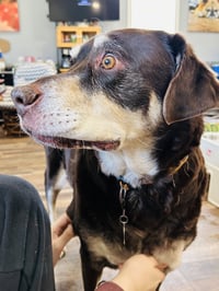 Frankie - Photo 4