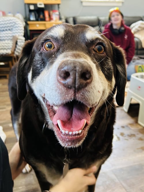 FRANKIE - Labrador Retriever available for adoption