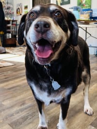 Frankie - Photo 3