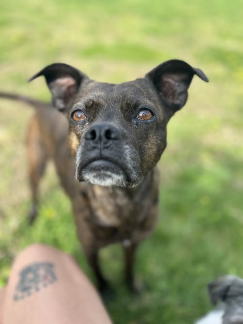TAYLOR - Boston Terrier available for adoption