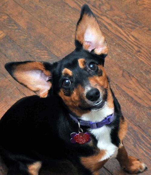 WHISPER - Manchester Terrier available for adoption