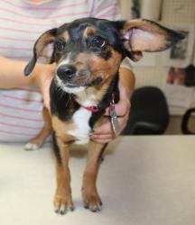 WHISPER - Manchester Terrier available for adoption