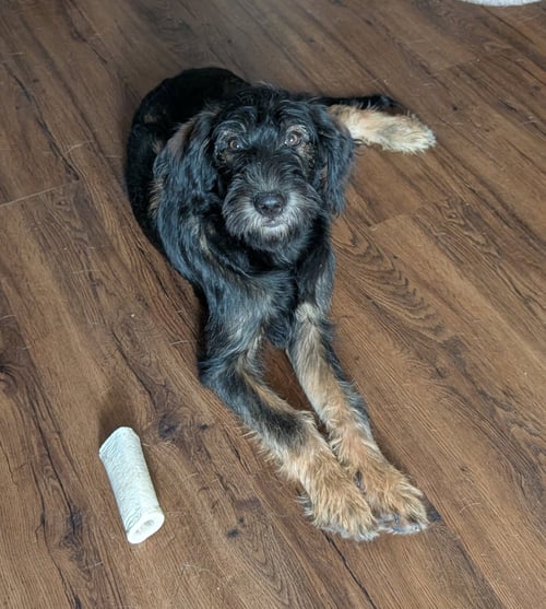 MACKY - Labrador Retriever / Poodle (Standard) for adoption in Lancaster
