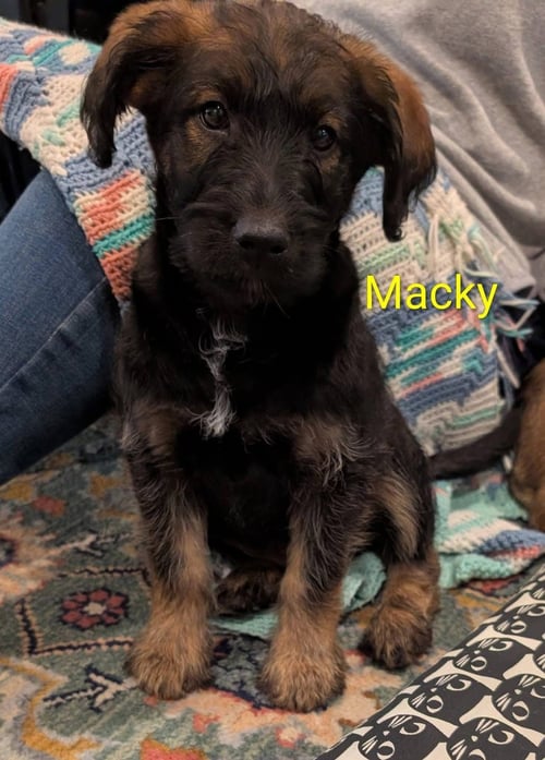 MACKY - Jack Russell Terrier / Poodle (Standard) available for adoption
