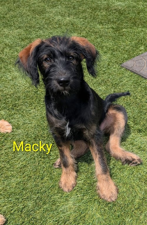 MACKY - Jack Russell Terrier / Poodle (Standard) available for adoption