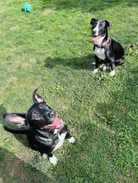 Sissy - Photo 4