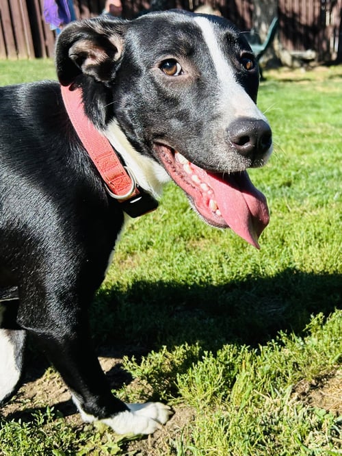 SISSY - Labrador Retriever available for adoption