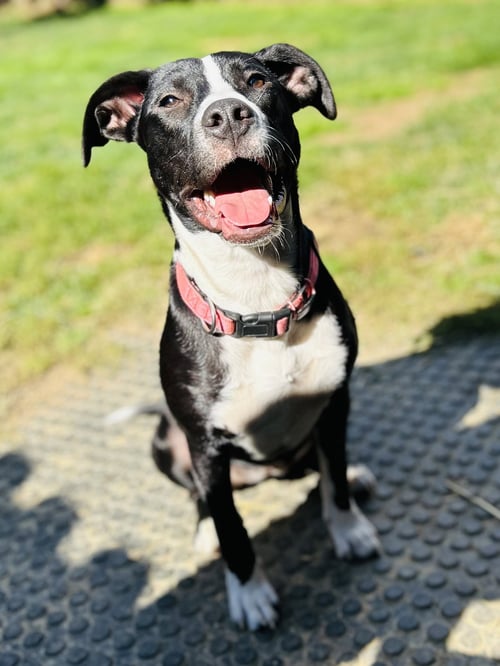SISSY - Labrador Retriever available for adoption