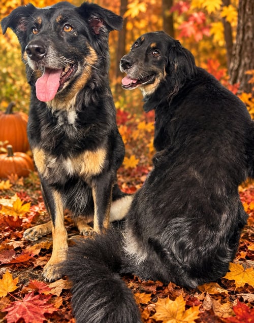 DAISEY & HOSS - Australian Shepherd available for adoption