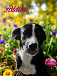 Addison - Photo 4