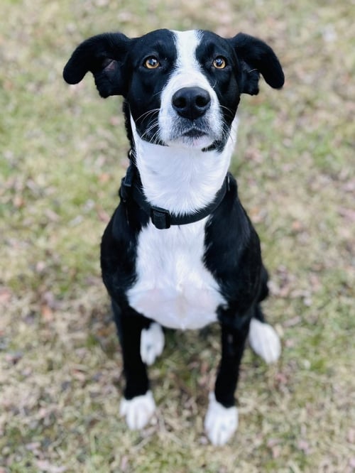 ADDISON - Collie / Labrador Retriever available for adoption
