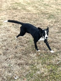 Addison - Photo 3