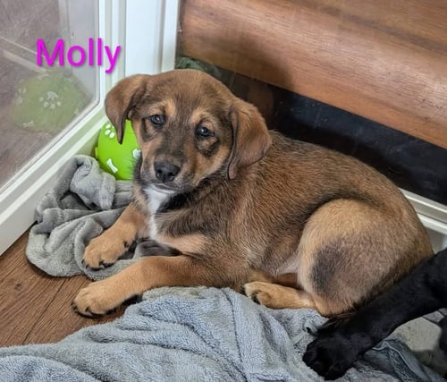 MOLLY