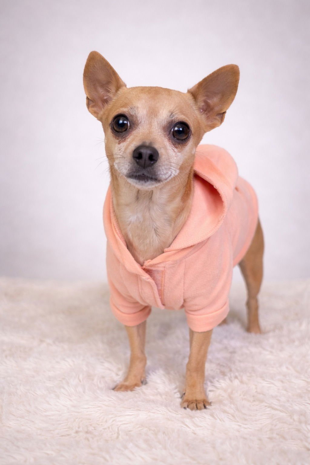 PRECIOUS - Chihuahua available for adoption