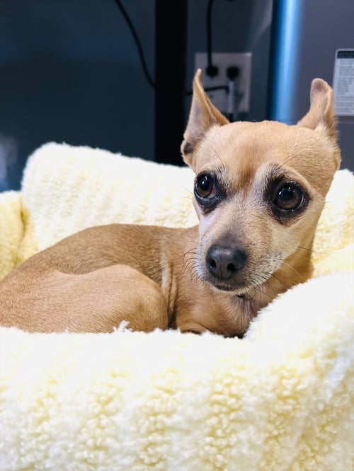 PRECIOUS - Chihuahua available for adoption