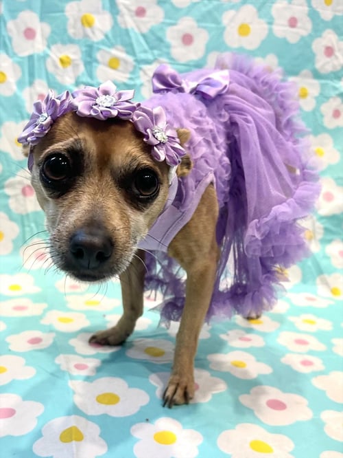 PRECIOUS - Chihuahua available for adoption
