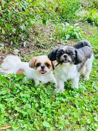 Camper & Carlie - Photo 4