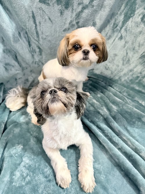 CAMPER & CARLIE - Shih Tzu available for adoption