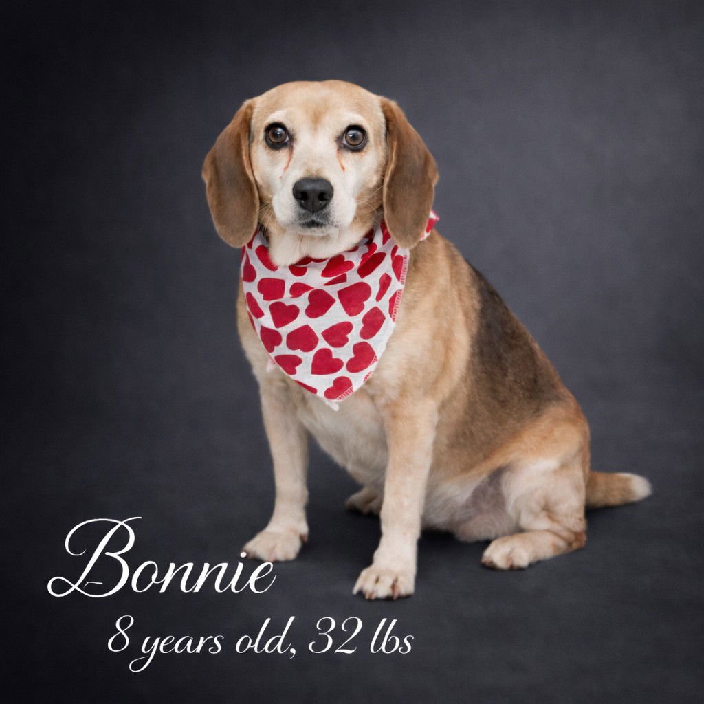 BONNIE - Beagle for adoption in Lancaster