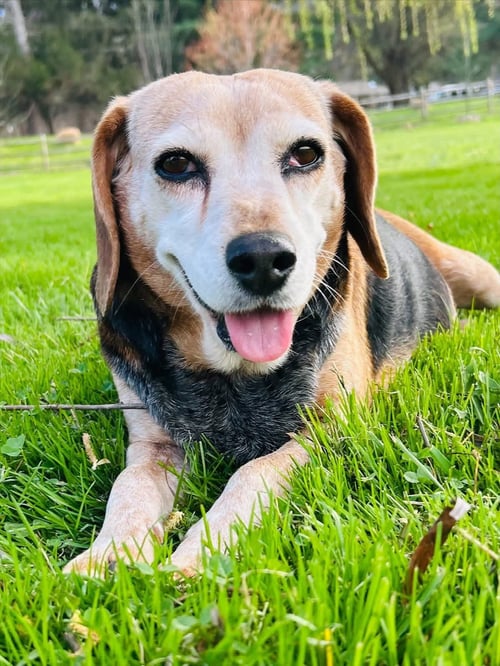BONNIE - Beagle available for adoption