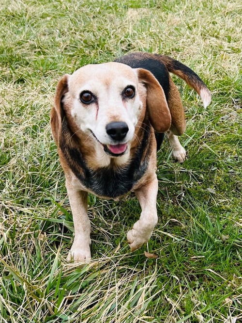 BONNIE - Beagle available for adoption