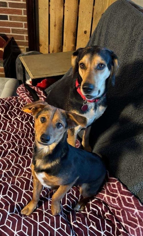 VIVIAN - Hound available for adoption