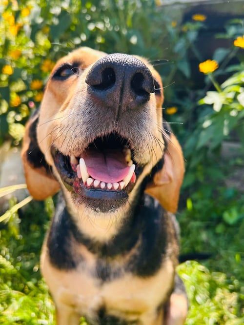 VIVIAN - Hound available for adoption
