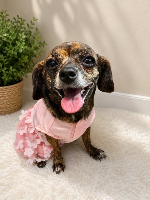 LAYLA - Pug / Miniature Pinscher available for adoption