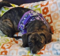 Layla - Photo 3