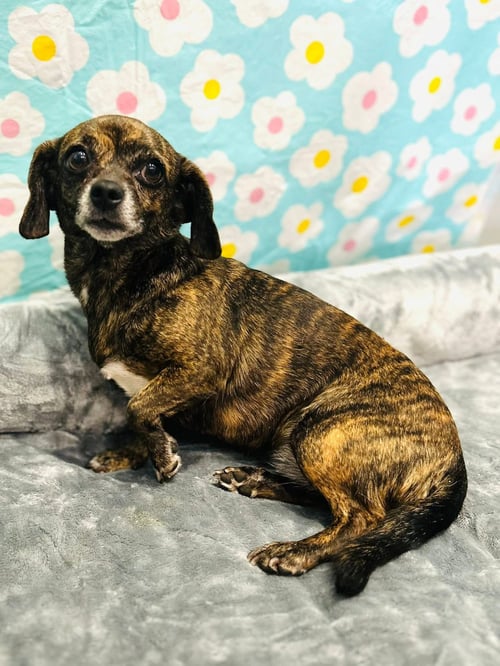 LAYLA - Pug / Miniature Pinscher available for adoption
