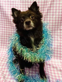 CoCo - Photo 3