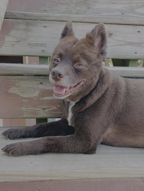 COCO - Pomeranian available for adoption