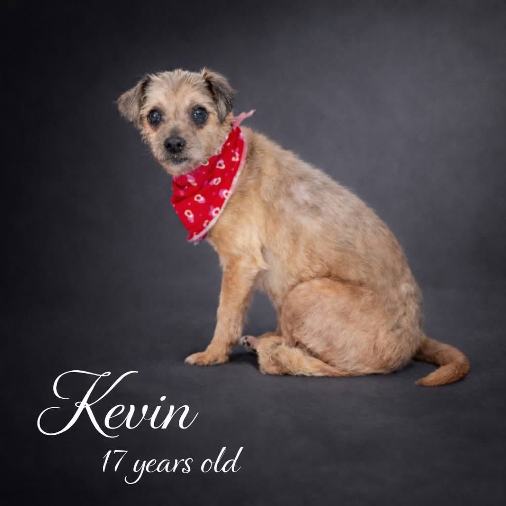 KEVIN - Unknown for adoption in Lancaster