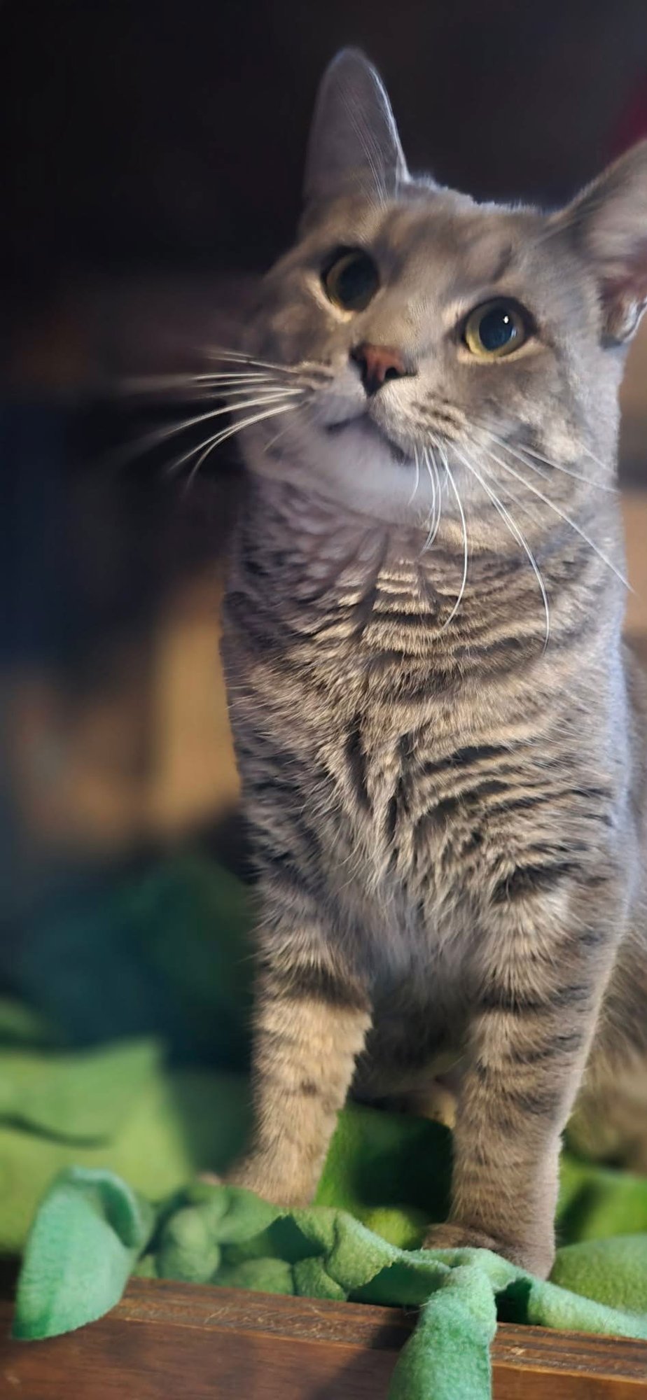 JYNX - Domestic Short Hair available for adoption