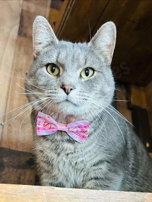 JYNX - Domestic Short Hair available for adoption