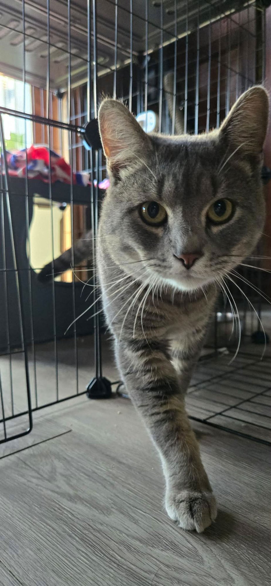 JYNX - Domestic Short Hair available for adoption