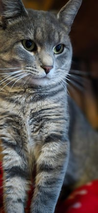 Jynx - Photo 5