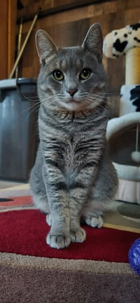 Jynx - Photo 4