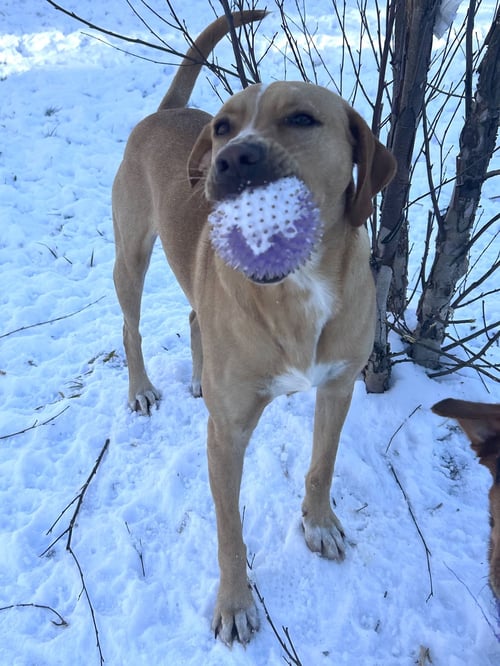 HAPPY - Labrador Retriever available for adoption