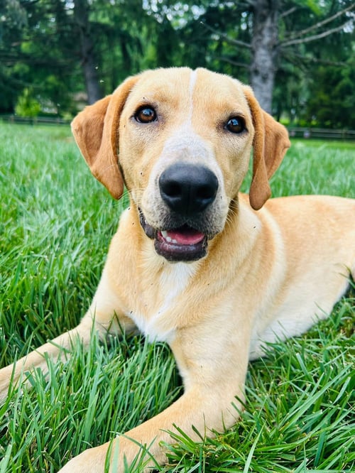 HAPPY - Labrador Retriever available for adoption