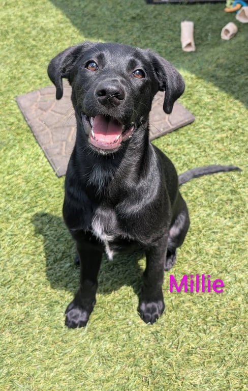 Millie Image